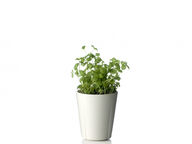 Rosendahl Grand Cru Herb Pots with Spike, 2 pcs., Ø8 cm