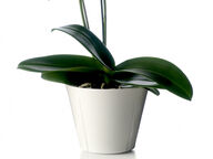 Rosendahl Grand Cru Flowerpot Holder, Ø16 cm