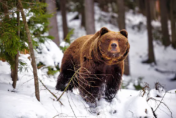 Karhun metsästys Suomen kansanperinteessä: Symboliikka ja kertomukset